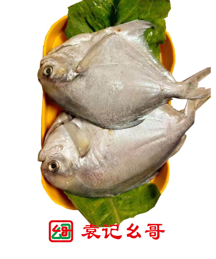 冰鲜大鲳鱼